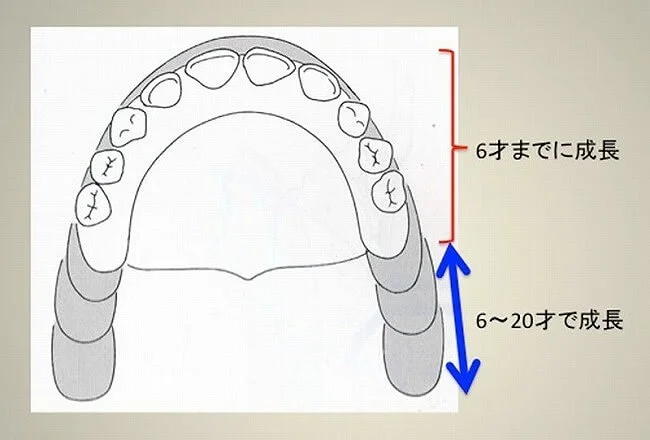 （図4）６才以降は奥歯の骨が主に成長する